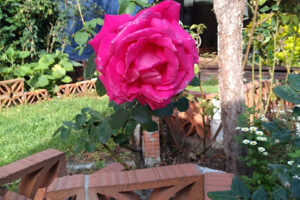 Soluciones Impresas & Mini Bazar en Nicolás Romero