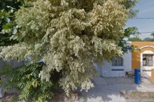 Coloridos en Manzanillo